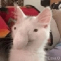 Essa.O
